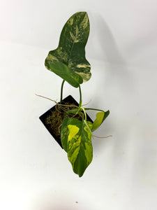 Philodendron Bipennifolium Violin Variegated F