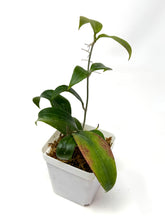 Load image into Gallery viewer, Hoya Merrillii