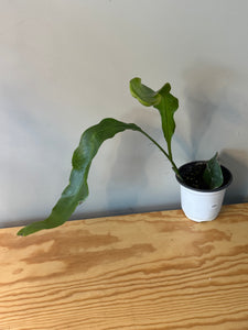 306. Epiphyllum Oxypetalum ‘Queen of the Night Cactus’(Ships within Canada only)