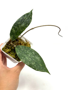 Hoya Lambii Silver C