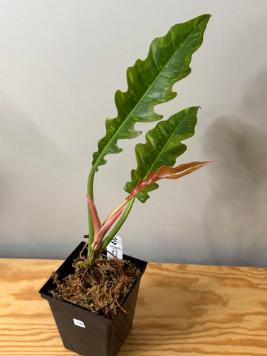 129. Philodendron Ring of Fire