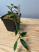 Load image into Gallery viewer, 191. Hoya Lacunosa Variegated