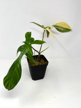 Load image into Gallery viewer, Philodendron Florida Beauty D