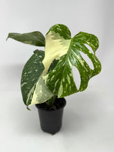Load image into Gallery viewer, Monstera 'Thai Constellation' (high variegation, 4.5”)