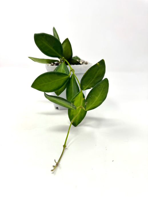 Hoya Burtoniae Variegated