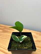 Load image into Gallery viewer, 128. Zamioculcas Zamiifolia ‘ZZ’ Variegated