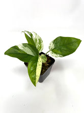 Load image into Gallery viewer, Epipremnum Pinnatum 'Marble' Variegated (Small)