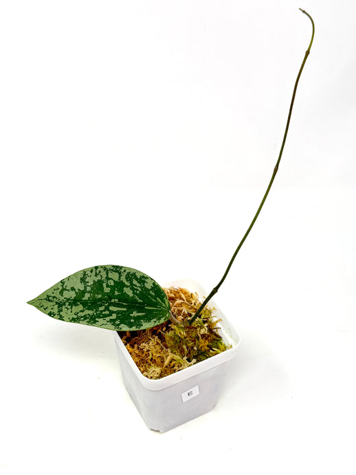 Hoya Glabra Silver E