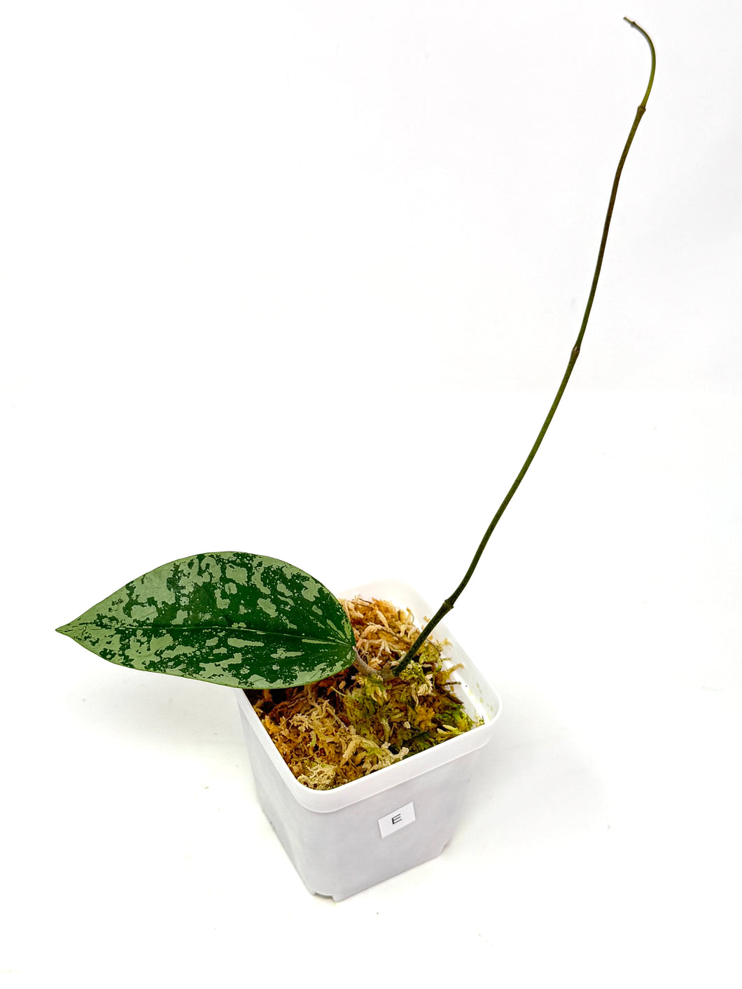 Hoya Glabra Silver E
