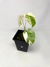 Load image into Gallery viewer, Monstera Deliciosa Albo Variegated B