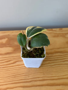 317. Hoya Kerrii Albo Variegated