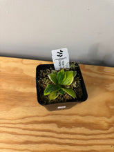 Load image into Gallery viewer, 24. Hoya Heuschkeliana Margin Variegated