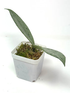 Hoya Pubicalyx Pink Silver Ghost D