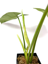 Load image into Gallery viewer, Philodendron Buono (Large)