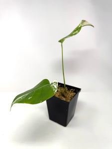 Monstera Deliciosa Albo Variegated D