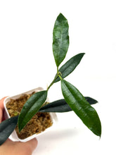 Load image into Gallery viewer, Hoya Greenii