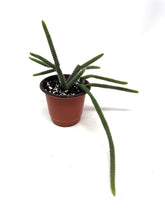 Load image into Gallery viewer, Aporocactus Flagelliformis “Rat Tail Cactus”