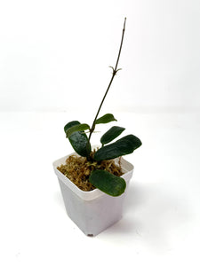 Hoya Rotundiflora