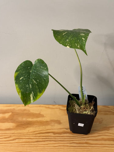 173. Monstera Thai Constellation