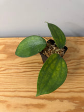 Load image into Gallery viewer, 11. Hoya Clandestina