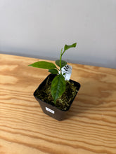 Load image into Gallery viewer, 135. Hoya Decipulae