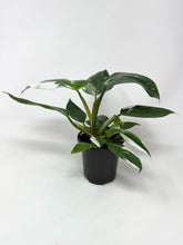 Load image into Gallery viewer, Philodendron White Princess (High Variegation)