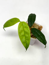 Load image into Gallery viewer, Hoya Campanulata