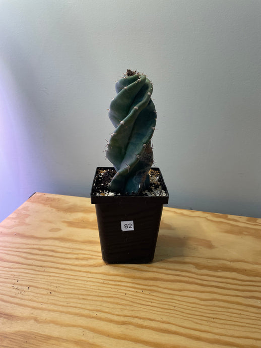 82. Cereus Forbesii cv. Spiralis 'Spiral Cactus'