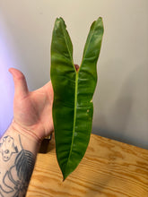 Load image into Gallery viewer, 202. Philodendron Billietiae