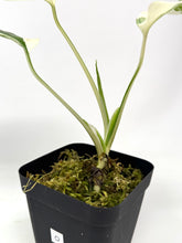 Load image into Gallery viewer, Monstera Deliciosa Albo Variegated O