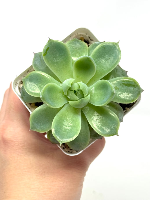 Echeveria ‘Sensation’ (Ships within Canada only)