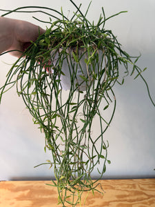 289. Dischidia Bengalensis