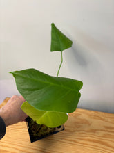 Load image into Gallery viewer, 150. Monstera Deliciosa Albo Variegated