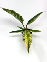 Load image into Gallery viewer, Philodendron Caramel Marble 4”