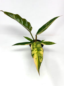Philodendron Caramel Marble 4”