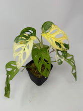 Load image into Gallery viewer, Monstera Adansonii Variegated B