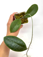 Load image into Gallery viewer, Hoya Forbesii Silver