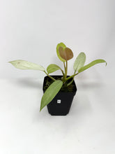 Load image into Gallery viewer, Philodendron Whipple Way E