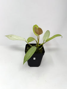 Philodendron Whipple Way E
