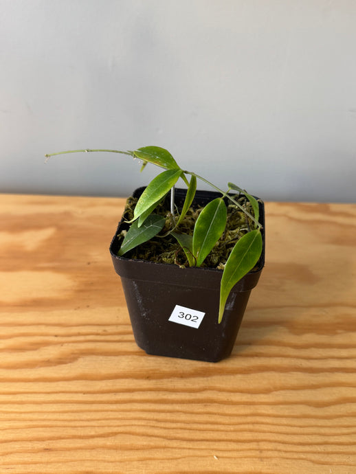 302. Hoya Leucantha