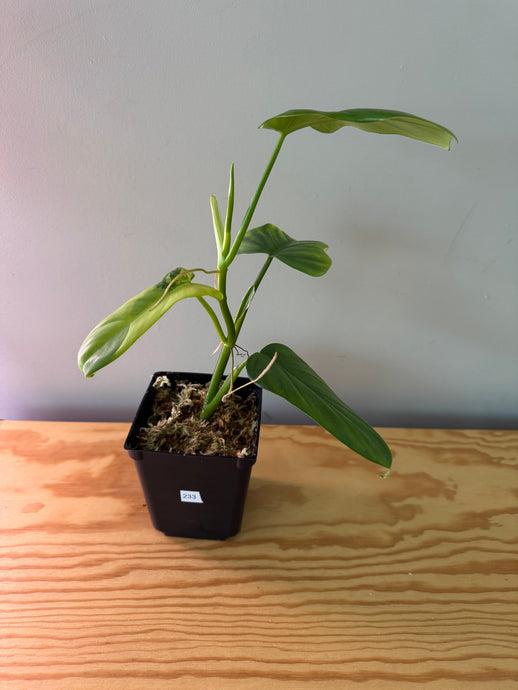 233. Philodendron Bipennifolium Violin (less variegated)