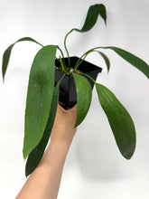 Load image into Gallery viewer, Anthurium Vittarifolium