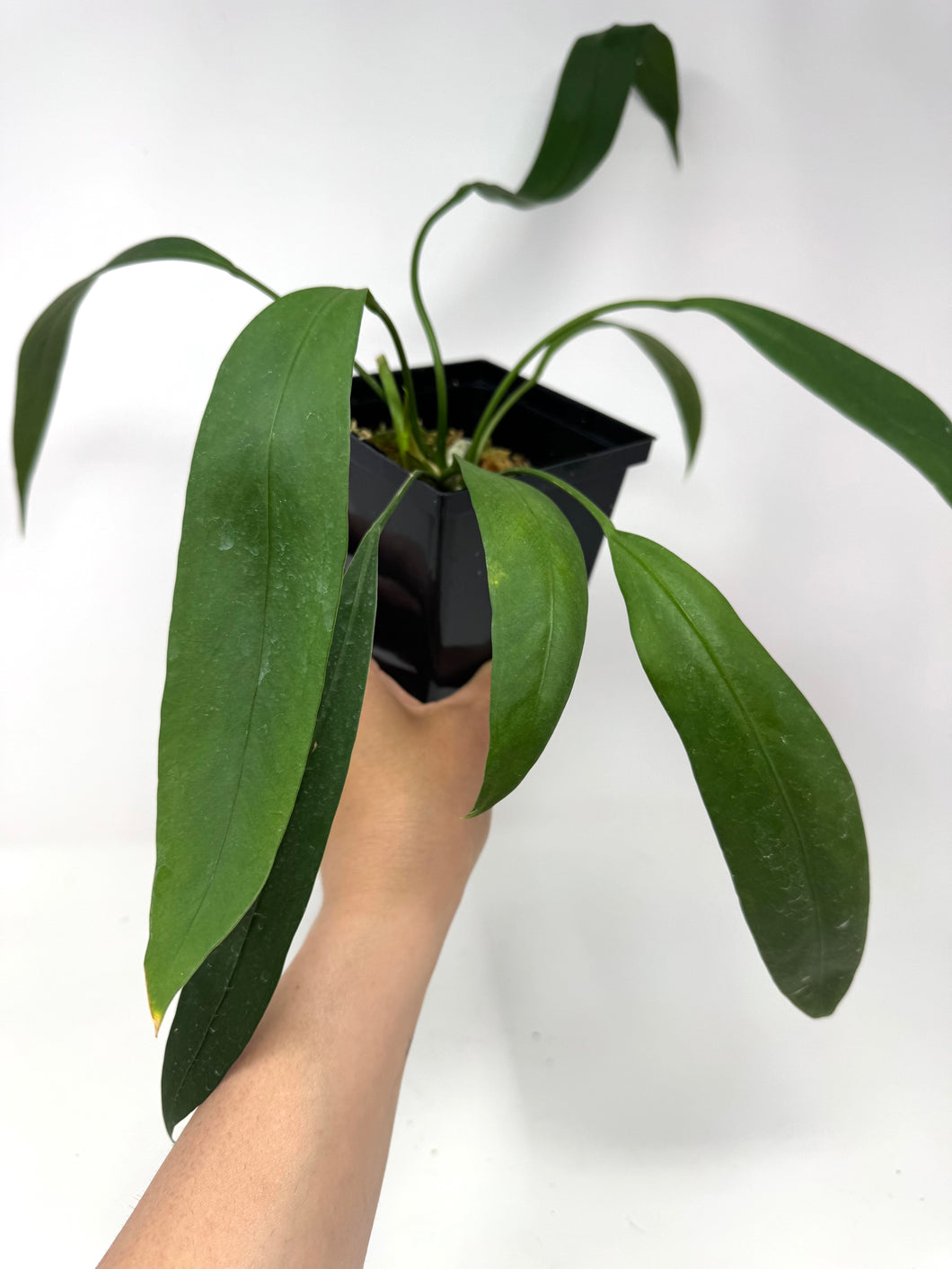 Anthurium Vittarifolium Indoor Plant Air Purifying – Planthaven Toronto