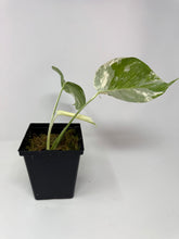 Load image into Gallery viewer, Monstera Deliciosa Albo Variegated K