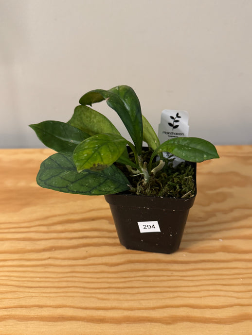294. Hoya Surprise