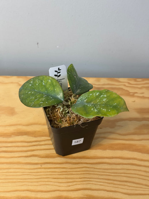 187. Hoya Carnosa Oval Splash