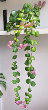 Load image into Gallery viewer, Aeschynanthus Radicans Thai Pink