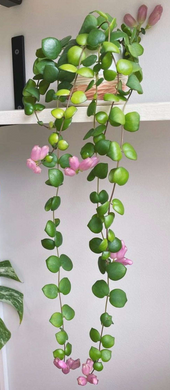 Aeschynanthus Radicans Thai Pink