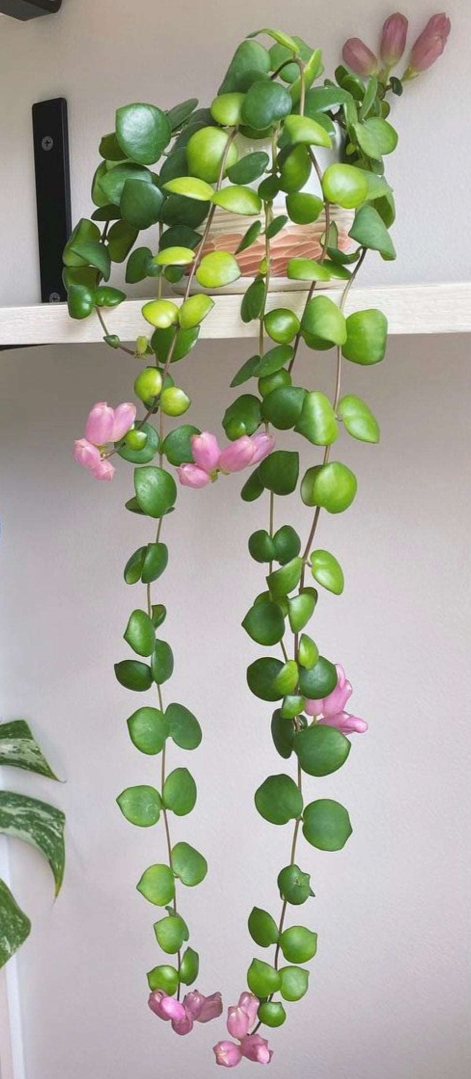 Aeschynanthus Radicans Thai Pink