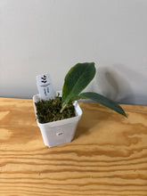 Load image into Gallery viewer, 69.  Hoya Vorapol
